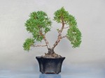 Juniperus x-media 'Shimpaku'