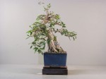 Ficus burtt-daveyii