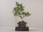 Ficus salicaria
